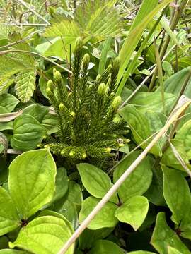 Image of Dendrolycopodium juniperoideum (Sw.) A. Haines