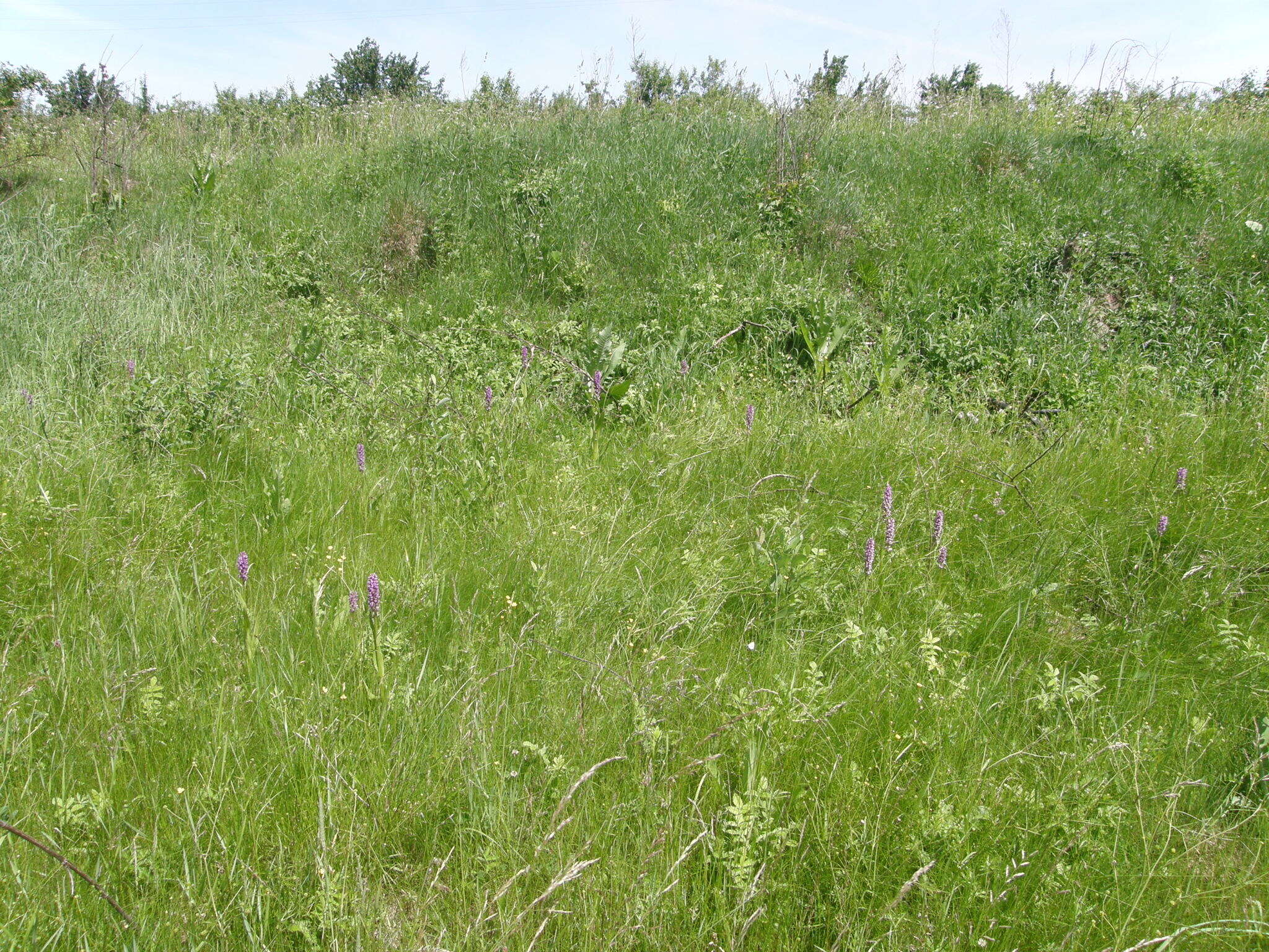 Dactylorhiza incarnata subsp. incarnata resmi