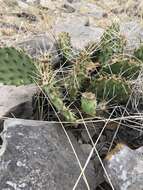 Image of twistspine pricklypear