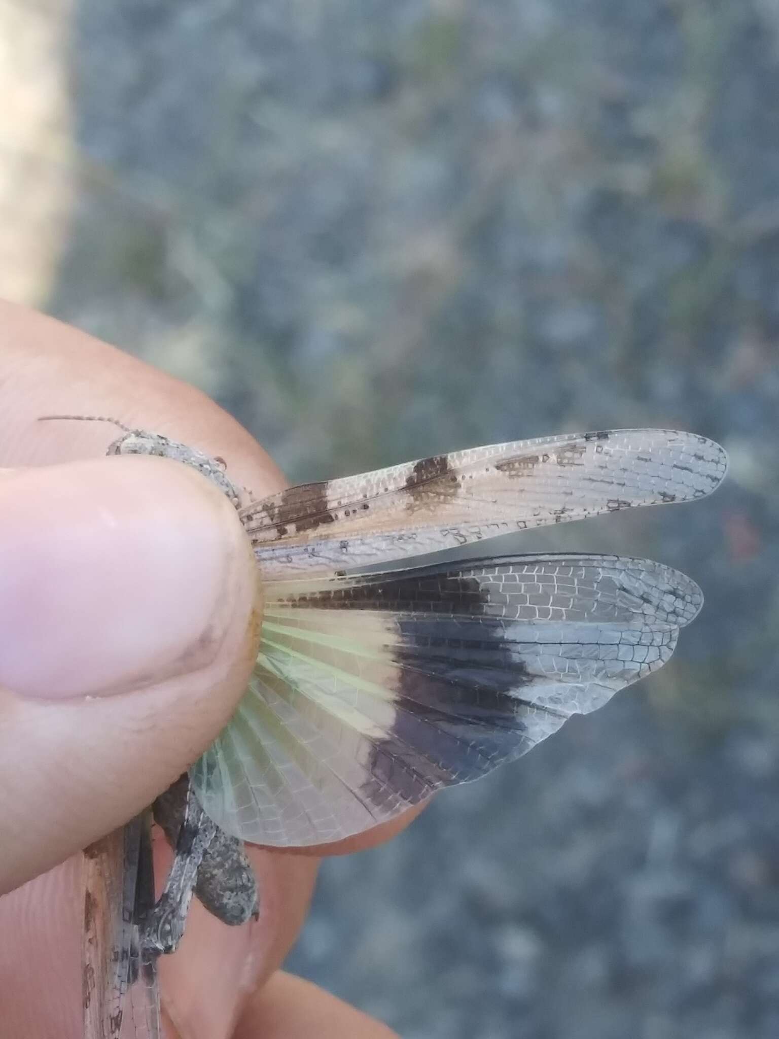 Image of Groove-headed Grasshopper