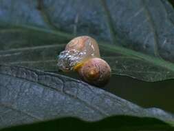 Imagem de Helicina rhodostoma