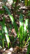 Image of Fortune's Ribbon Fern