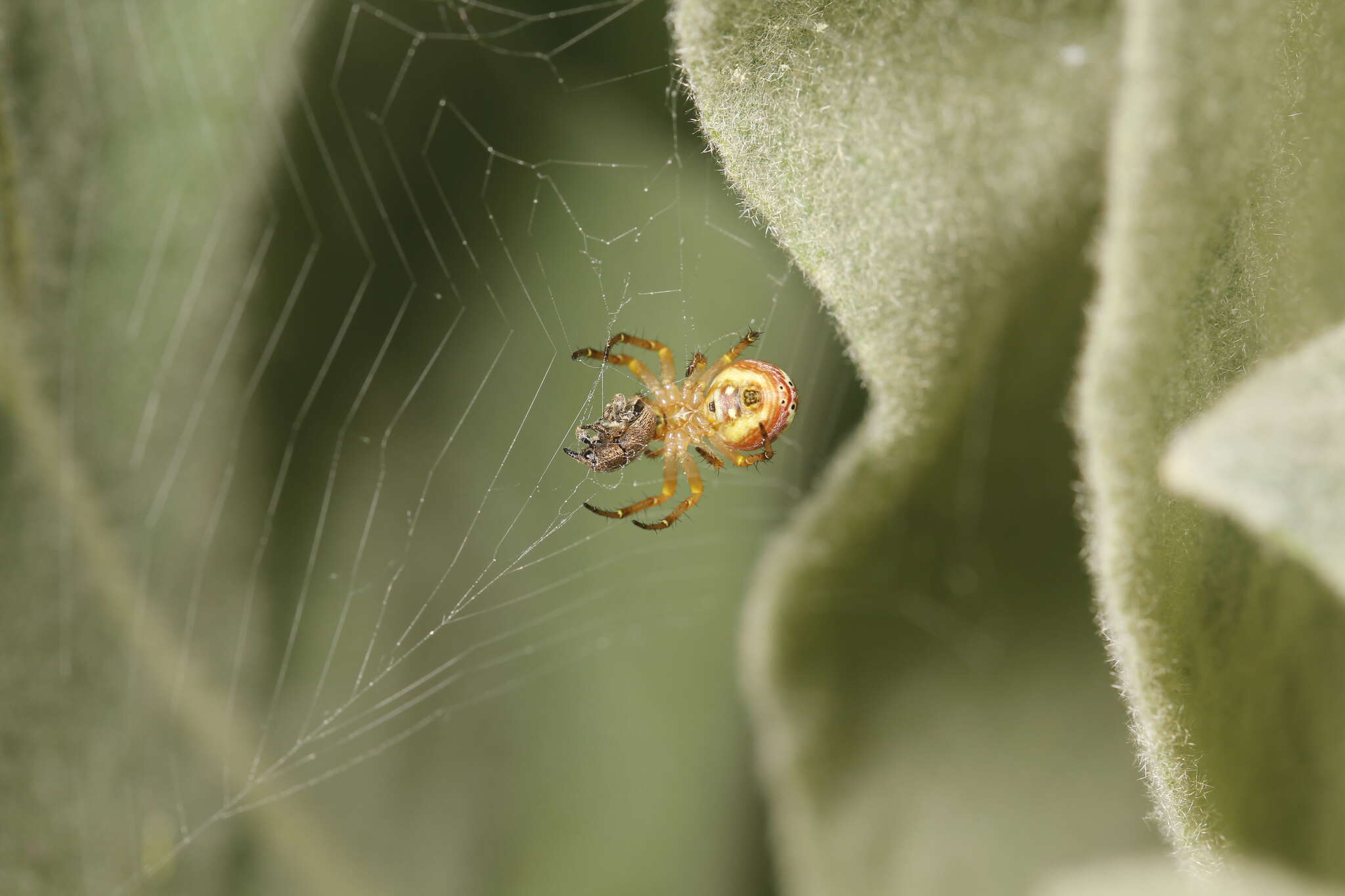 Image of Weevil