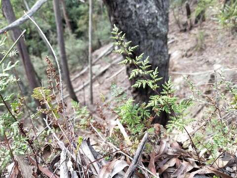 Image de Cheilanthes sieberi subsp. sieberi