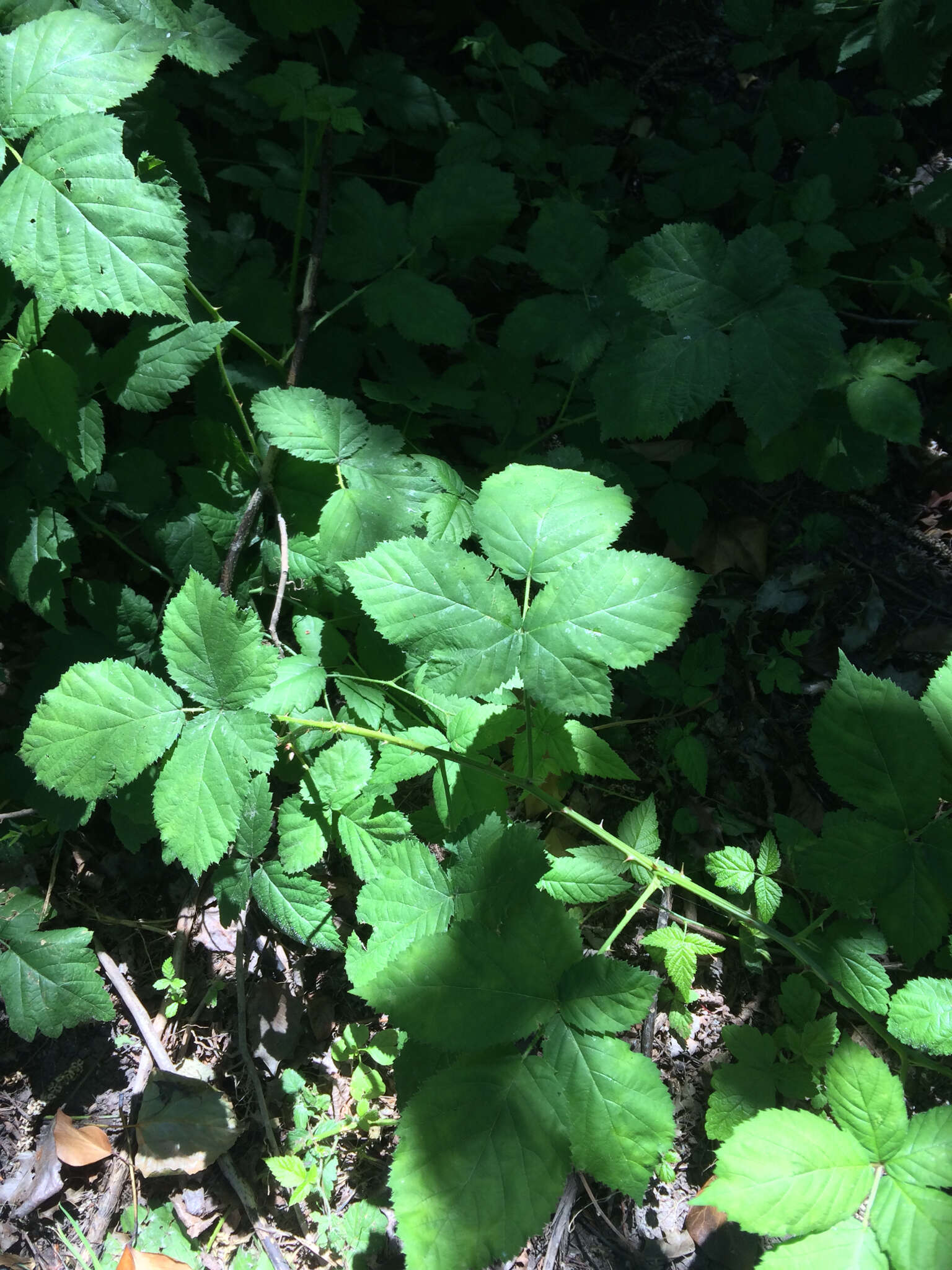 Image of Himalayan blackberry