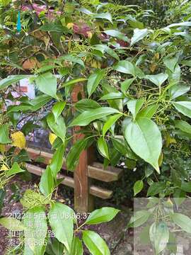 Image of Viburnum propinquum Hemsl.