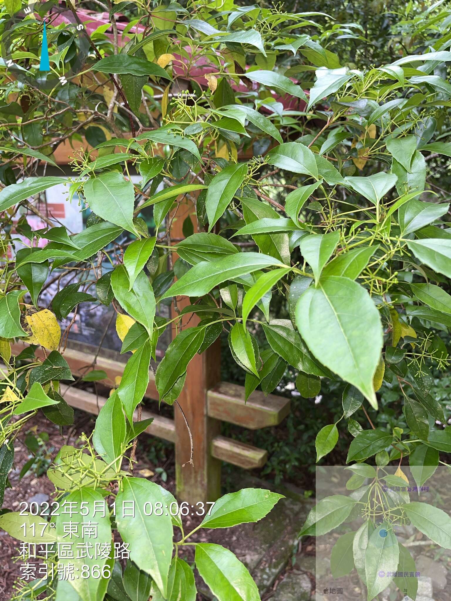 Image of Viburnum propinquum Hemsl.