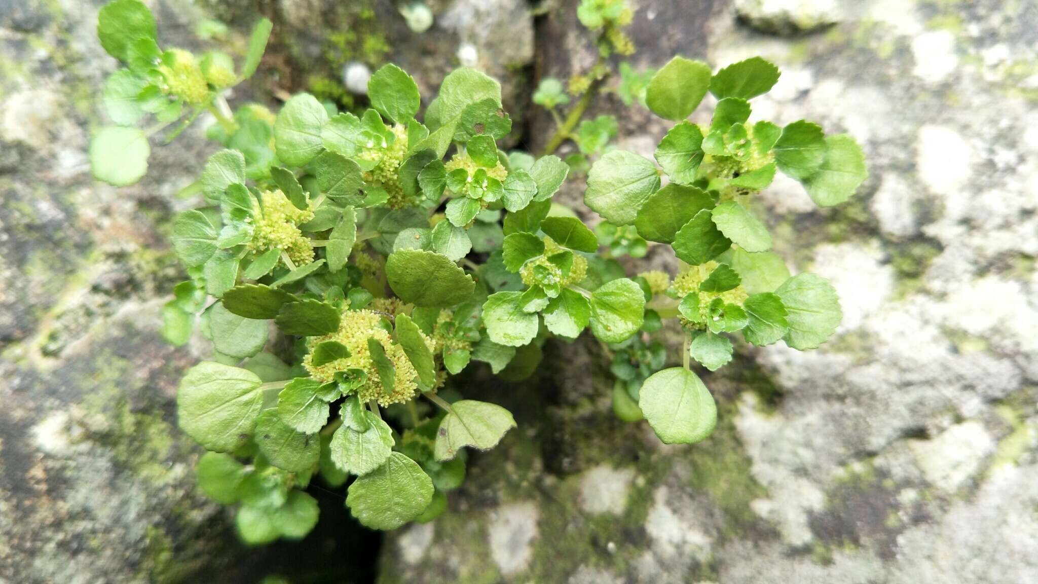 Image of Pacific Island Clearweed