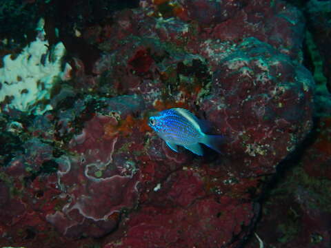 Image of Oval chromis