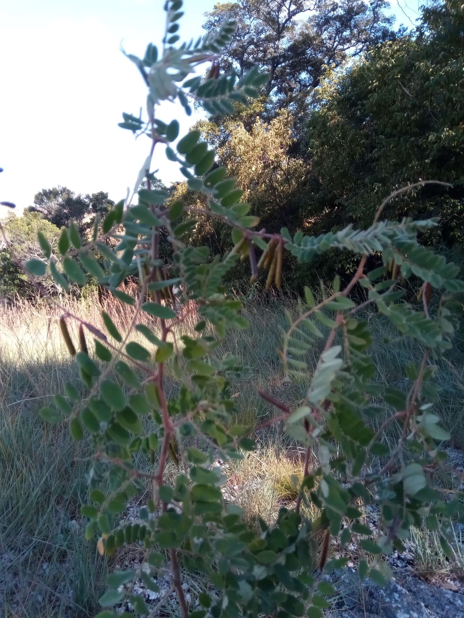 Indigofera lyallii Baker的圖片