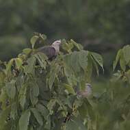 Image of Speckled Wood Pigeon