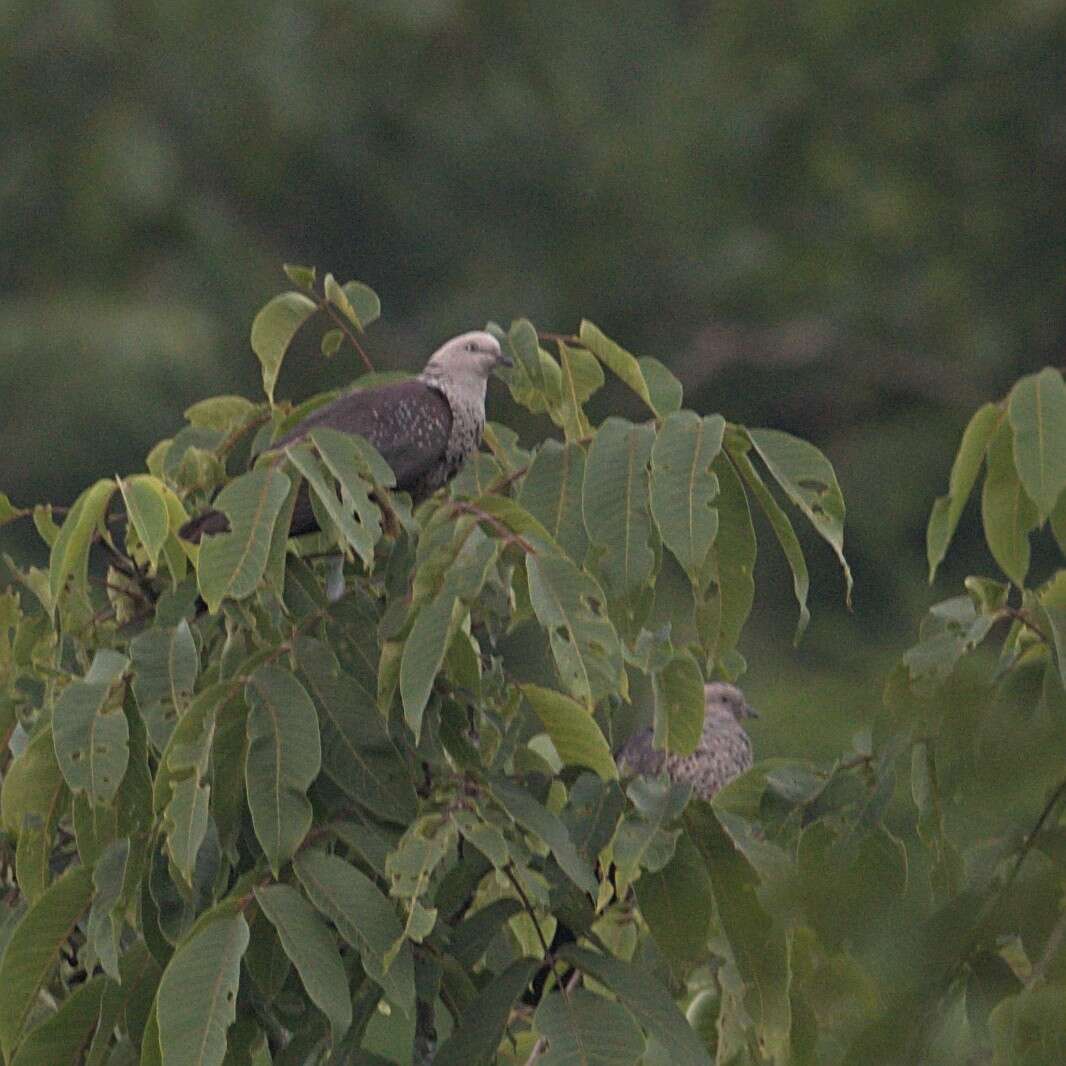 Image of Speckled Wood Pigeon