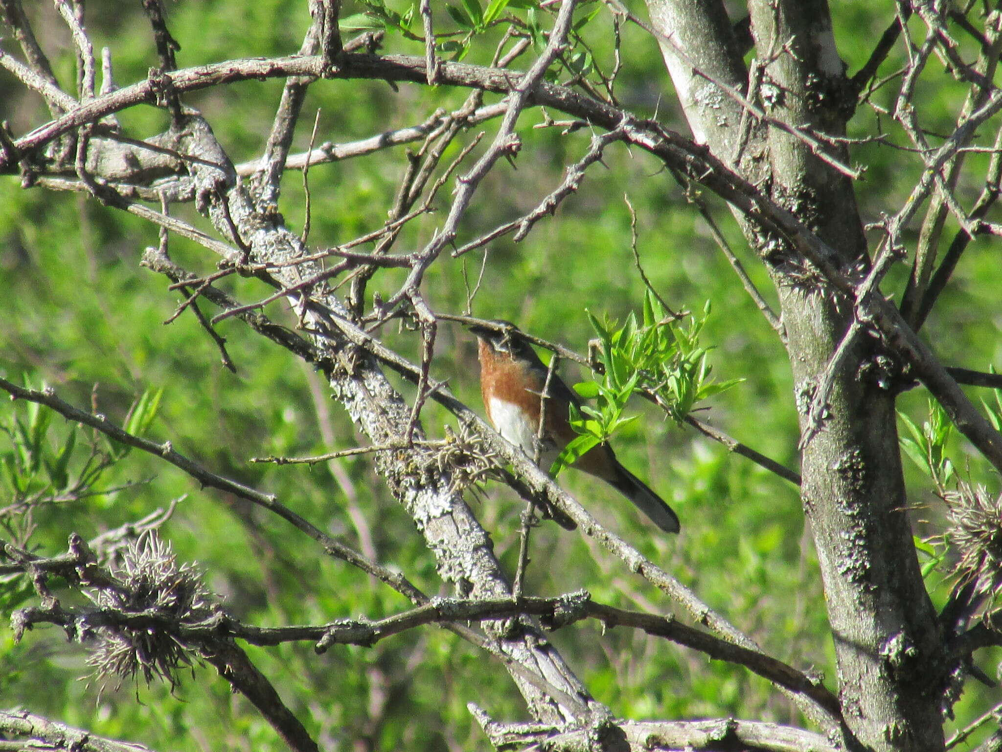 Image of Black-and-chestnut Warbling Finch