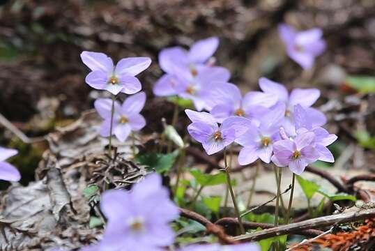 Image of Viola grypoceras A. Gray