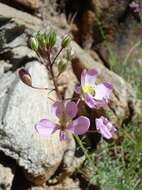 Image of <i>Cleome <i>oxyphylla</i></i> Burch. var. oxyphylla