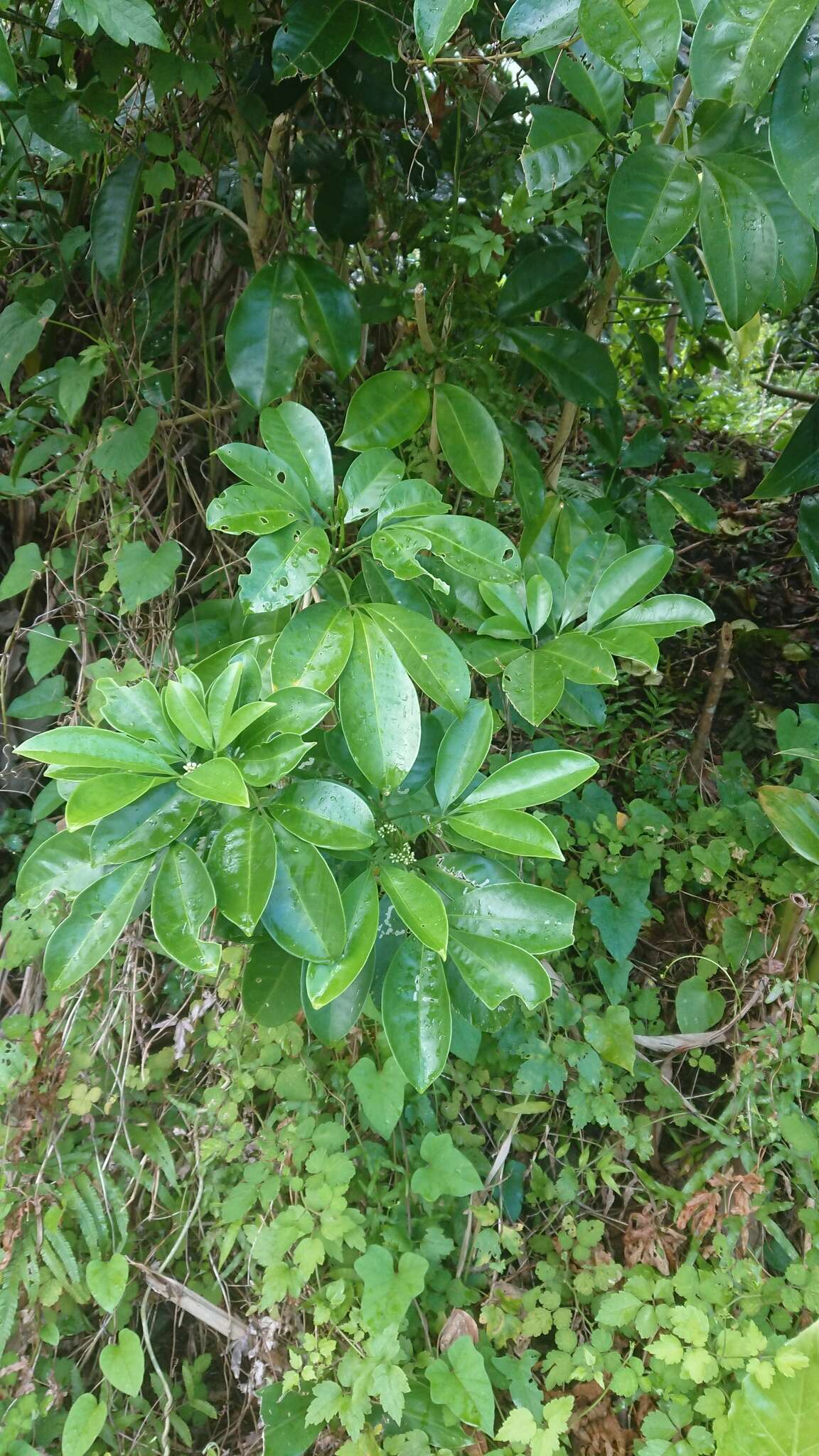 Image de Melicope triphylla (Lam.) Merr.