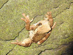 Image of Vermiculated Tree Frog