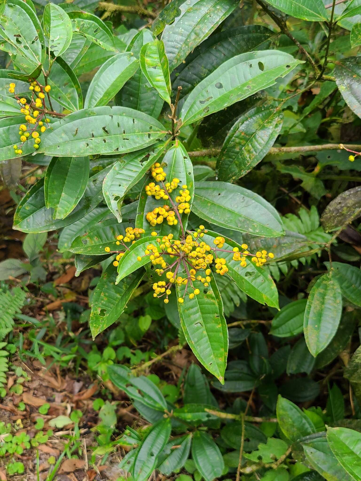 Plancia ëd Miconia longifolia (Aubl.) DC.