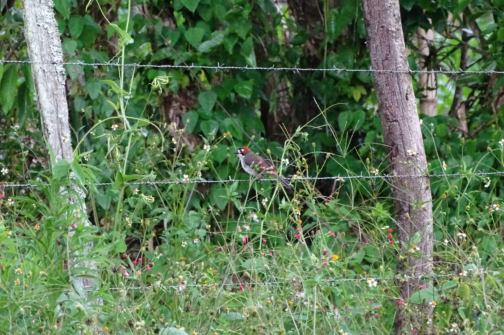 Image of Cabanis's Ground Sparrow