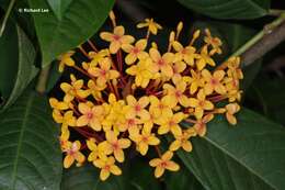 Image of Ixora congesta Roxb.