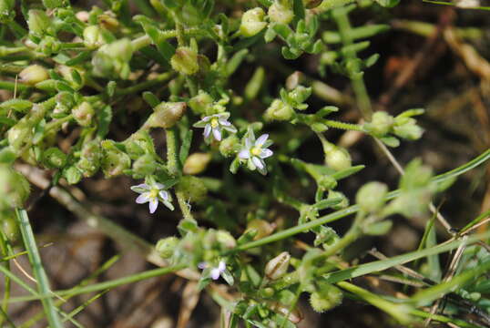 Plancia ëd Spergularia marina (L.) Besser