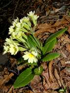 Plancia ëd Primula intricata Gren. & Godron