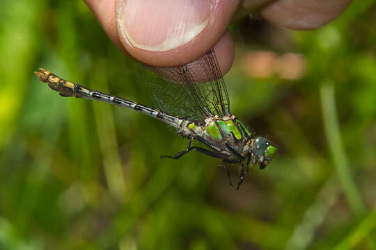 صورة Ophiogomphus susbehcha Vogt & Smith 1993