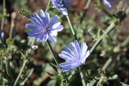 Image of Cichorium intybus subsp. intybus