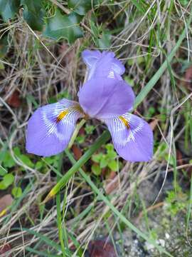 Image of Stylosa Iris