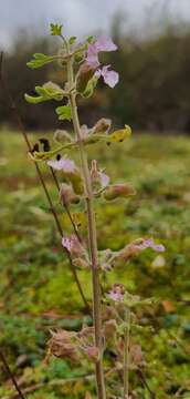 Image of cut-leaved germander