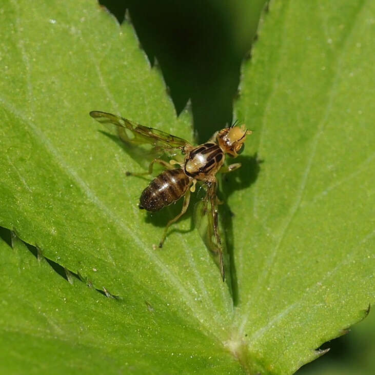 Image of Strauzia intermedia (Loew 1873)