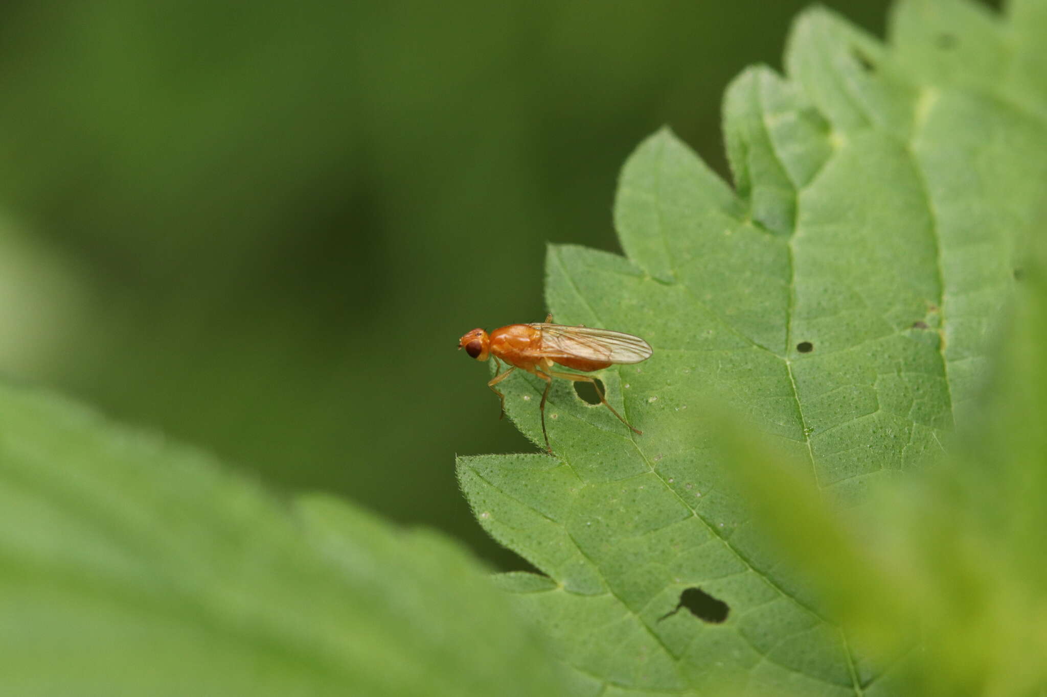 Image of Psila fimetaria (Linnaeus 1761)