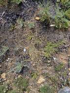 Image of Drosera gigantea Lindl.