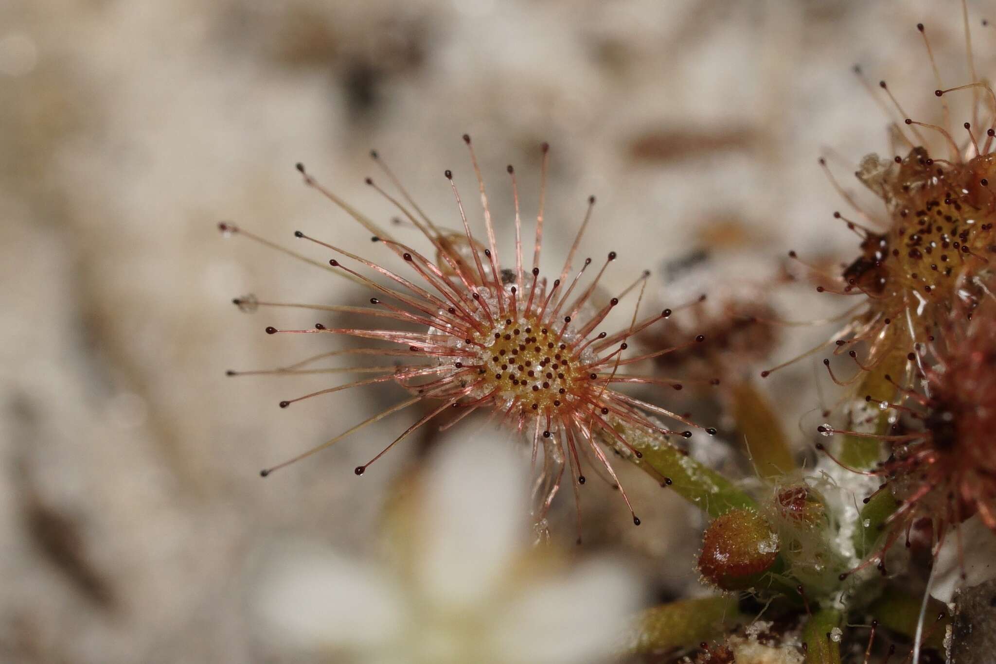 Image of Drosera paleacea subsp. roseana (N. Marchant & Lowrie) Schlauer