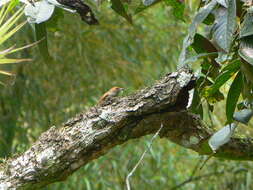 Image of Red-faced Spinetail