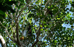 Imagem de Cyanocorax yucatanicus (Dubois & Ajc 1875)