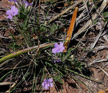 Image of Parry's wild petunia