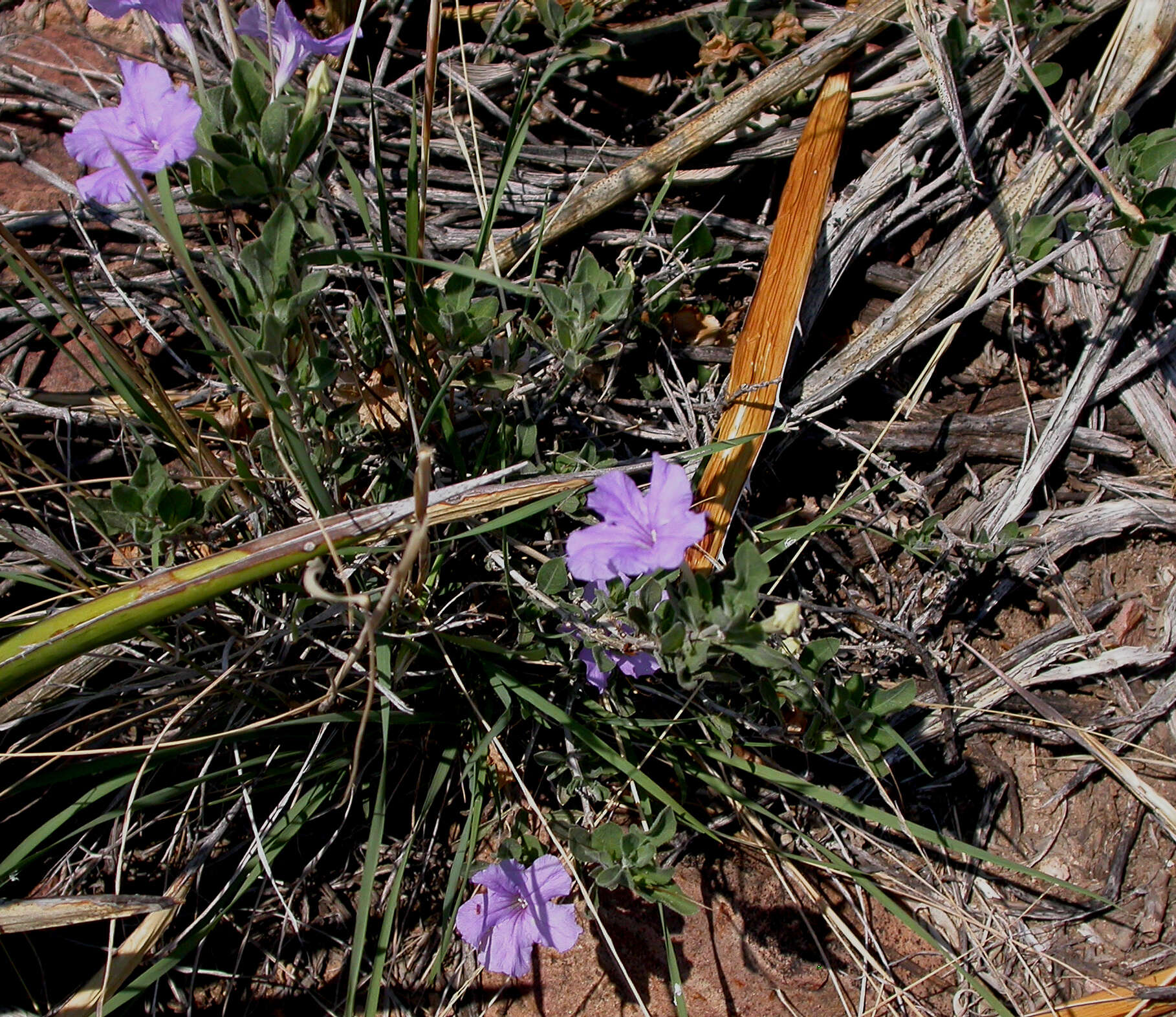 Image of Parry's wild petunia