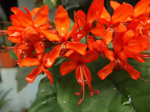 Слика од Clerodendrum splendens G. Don