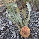 Imagem de Banksia hiemalis (A. S. George) K. Thiele