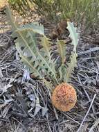 Imagem de Banksia hiemalis (A. S. George) K. Thiele