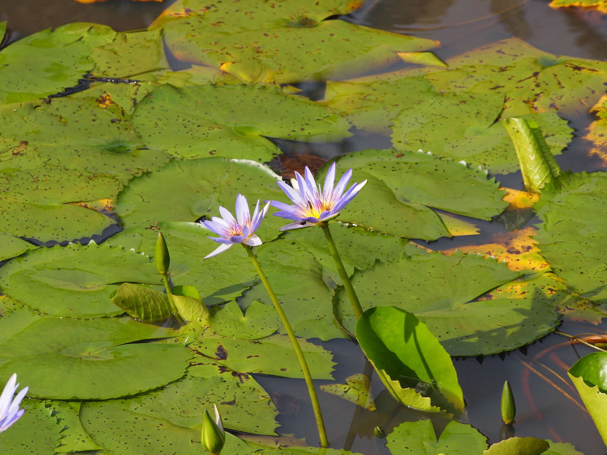 Image de Nénuphar bleu