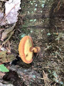 Image of Buchwaldoboletus lignicola (Kallenb.) Pilát 1969