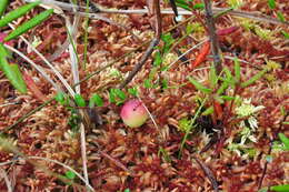 Image of Bog Cranberry