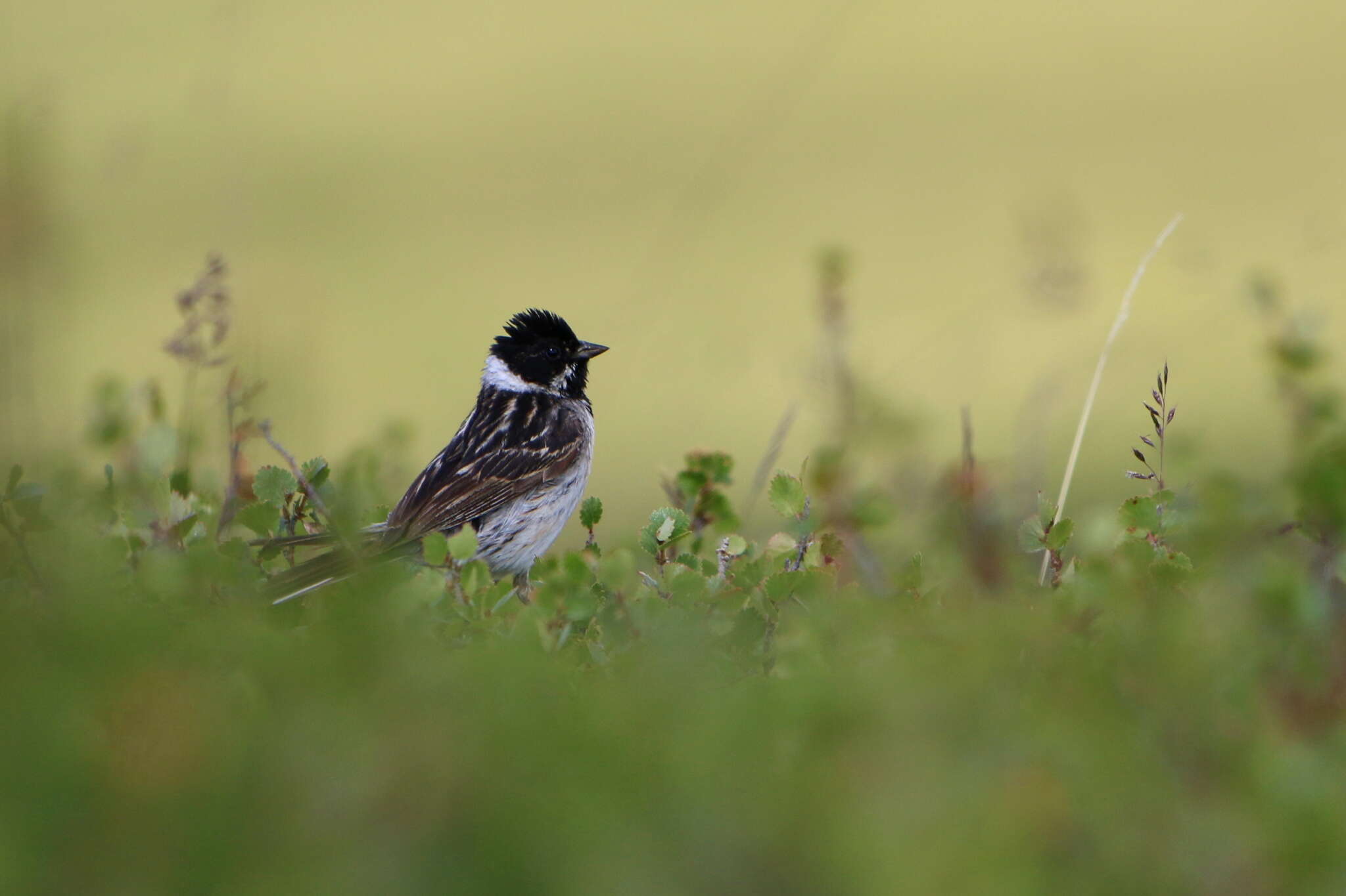 Image of Pallas's Bunting