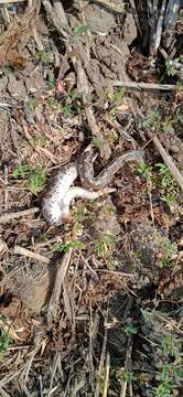 Image of Common Sand Boa