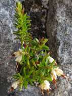 Image of Erica genistifolia Salisb.