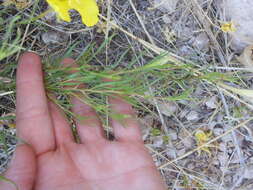 Image of Oenothera hartwegii Benth.