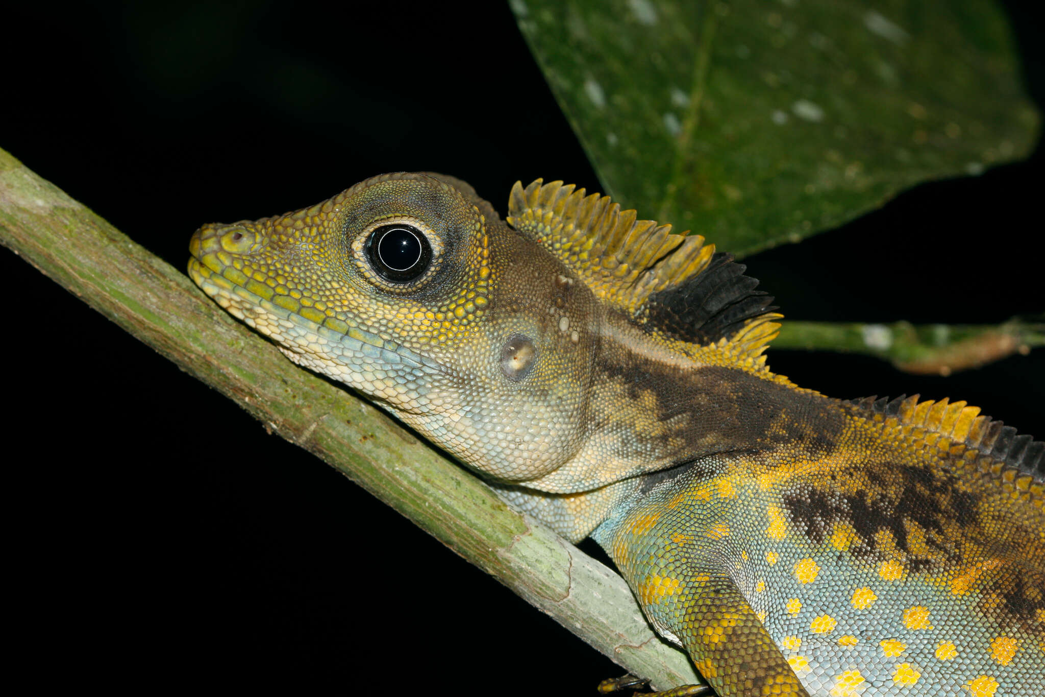 Image of Giant Forest Dragon