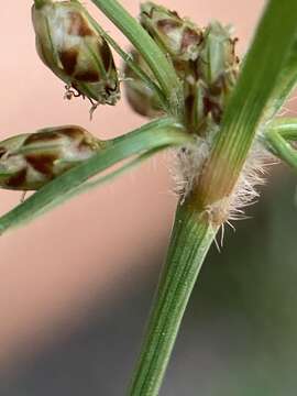 Imagem de Fimbristylis decipiens Kral